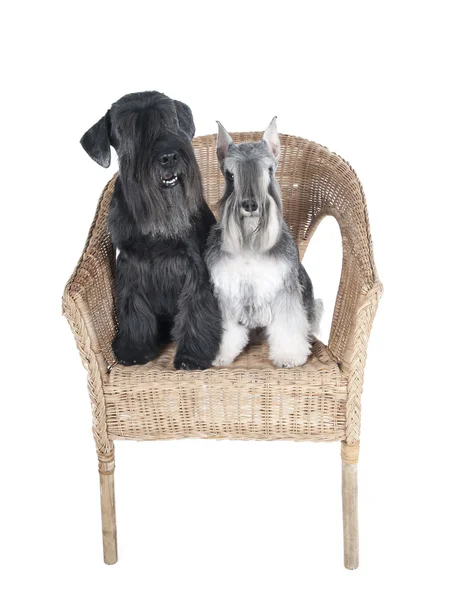 Schnauzer im Stuhl auf weißem Hintergrund im Atelier — Stockfoto