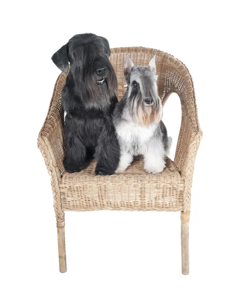 Schnauzer Studio beyaz zemin üzerinde bir başkanı