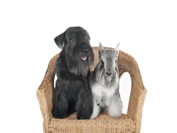 Schnauzer in a chair on a white background in studio — Stock Photo, Image
