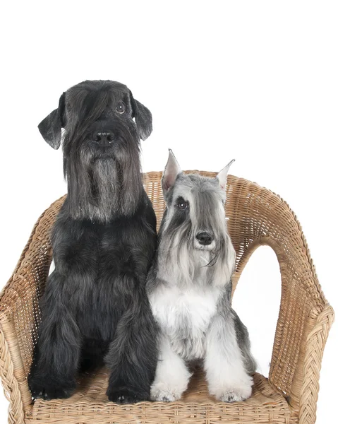 Schnauzer en una silla sobre fondo blanco en el estudio — Foto de Stock