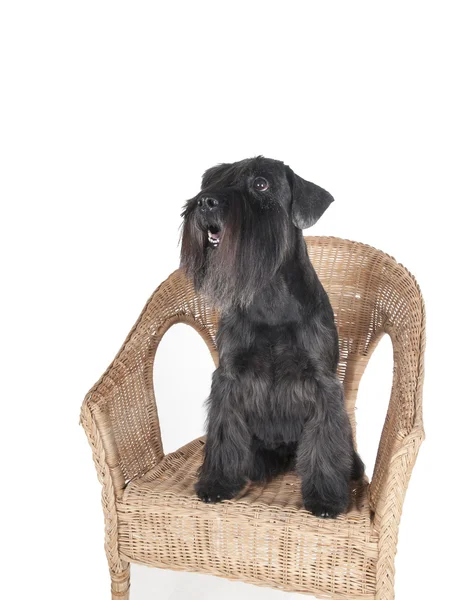 坐在椅子上一个白色的背景，在工作室里的雪纳瑞犬 — 图库照片