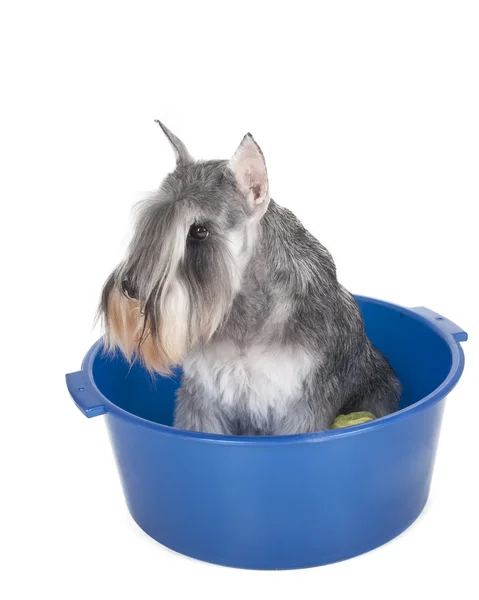 Schnauzer en un lavabo con una toalla sobre fondo blanco en el estudio — Foto de Stock