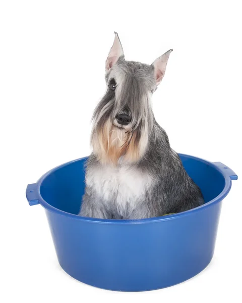 Schnauzer in a basin with a towel on white background in studio — Stock Photo, Image