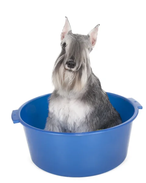 Schnauzer em uma bacia com uma toalha no fundo branco no estúdio — Fotografia de Stock