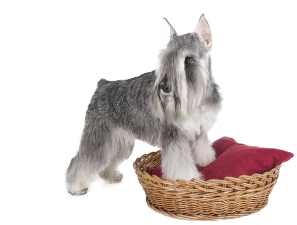 minyatür schnauzer Studio beyaz zemin üzerine