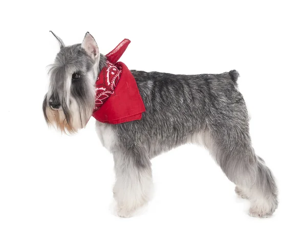 minyatür schnauzer Studio beyaz zemin üzerine