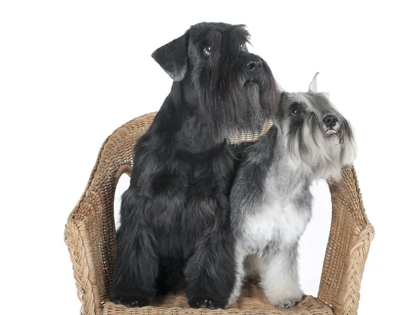 Schnauzer en una silla sobre fondo blanco en el estudio Imágenes de stock libres de derechos