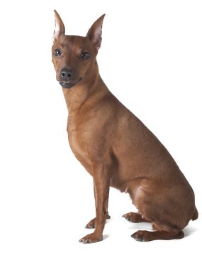 Beyaz bir arka planda Studio Pinscher