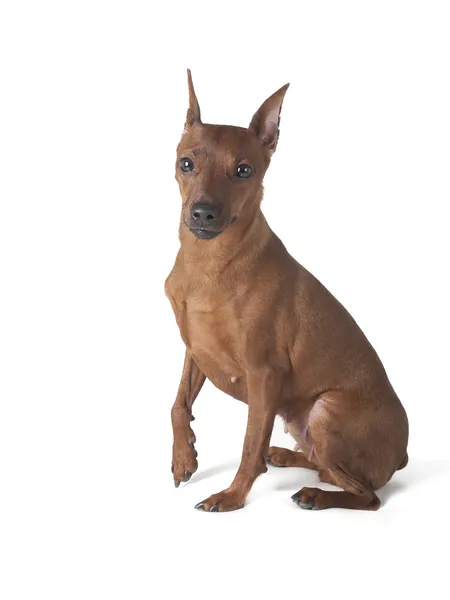 Pinscher sobre fondo blanco en estudio —  Fotos de Stock