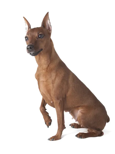 Pinscher stúdióban fehér alapon — Stock Fotó