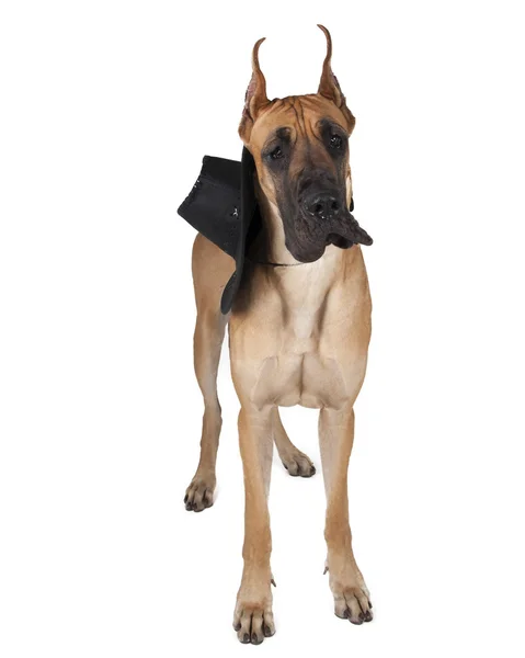 Немецкий пес в студии на белом фоне в шляпе — стоковое фото