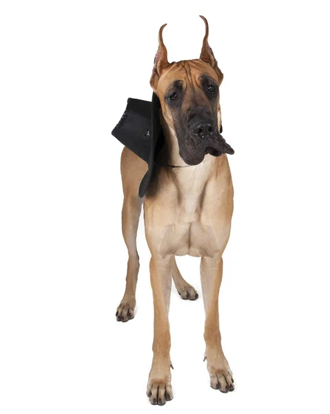 German fawn doggi in studio on a white background with a hat — Stock Photo, Image