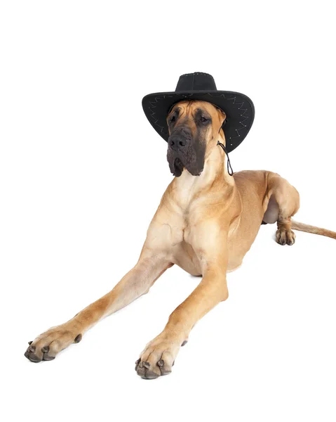 Duitse Fauve doggi in studio op een witte achtergrond met een hoed — Stockfoto