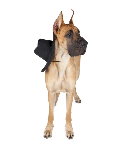 Studio şapkalı beyaz zemin üzerine Alman açık kahverengi DoggBen 