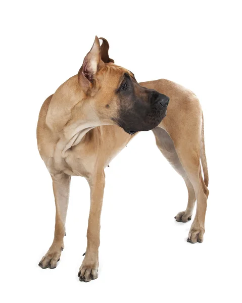 German fawn doggi on a white background in studio — Stock Photo, Image