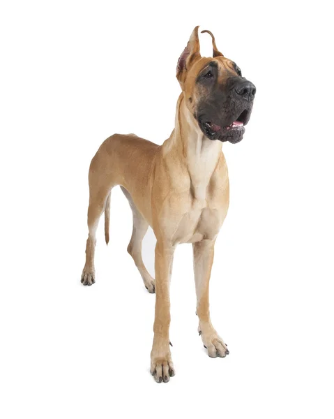 German fawn doggi on a white background in studio — Stock Photo, Image