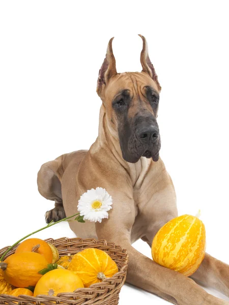 German fawn doggi in studio on a white background with pumpkins — Stock Photo, Image