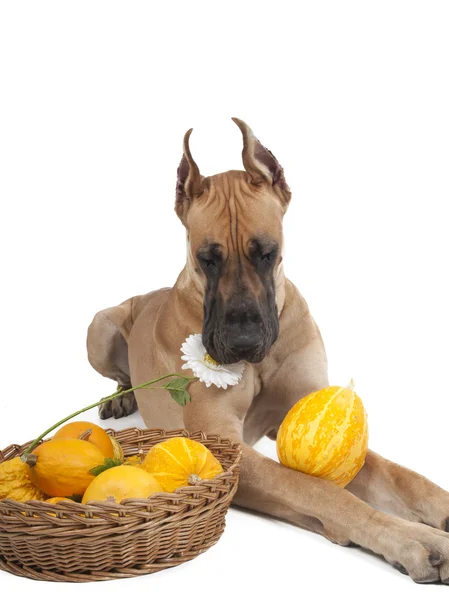 German fawn doggi in studio on a white background with pumpkins — Stock Photo, Image