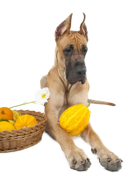 German fawn doggi in studio on a white background with pumpkins — Stock Photo, Image