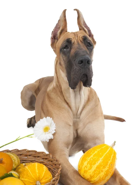 Alemão fawn doggi no estúdio em um fundo branco com abóboras — Fotografia de Stock