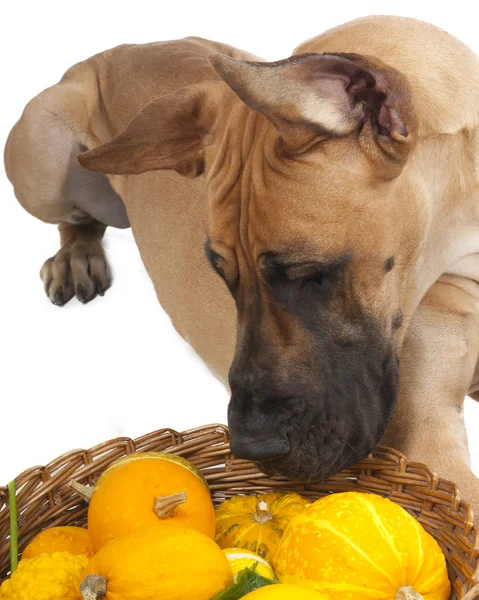 német sárgásbarna doggi stúdióban a fehér háttér, sütőtök 