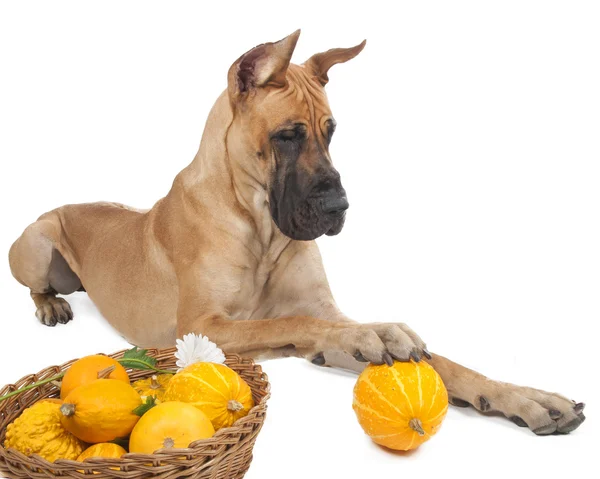 German fawn doggi in studio on a white background with pumpkins — Stock Photo, Image