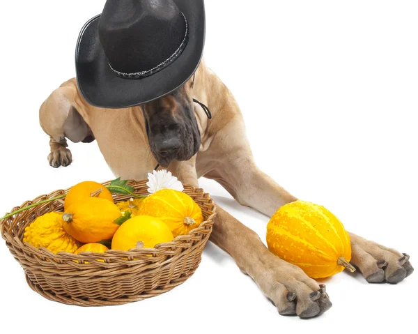 Duitse Fauve doggi in studio op een witte achtergrond met pumpkins — Stockfoto