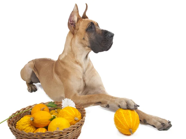 német sárgásbarna doggi stúdióban a fehér háttér, sütőtök 