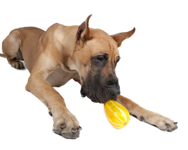 Tedesco fulvo doggi in studio su sfondo bianco con zucche Immagine Stock