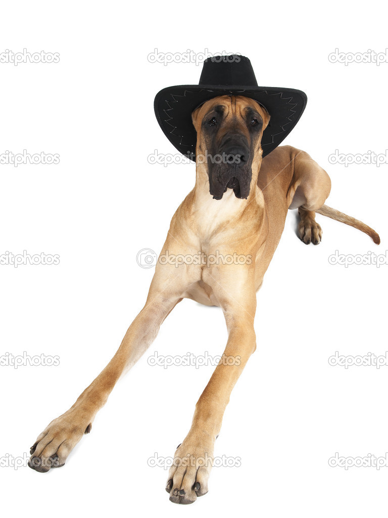 German fawn doggi in studio on a white background with a hat 