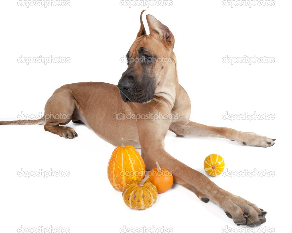 German fawn doggi in studio on a white background with pumpkins 