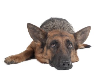 Alman çoban köpeği 
