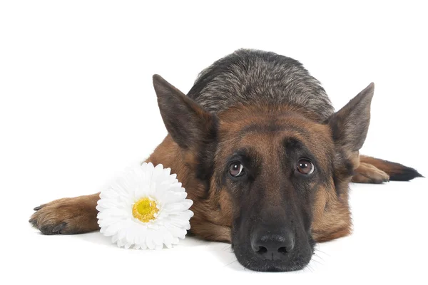 German shepherd — Stock Photo, Image