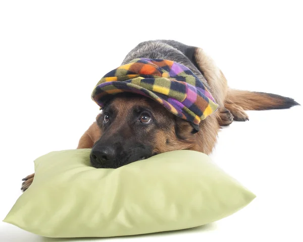 Alman çoban köpeği