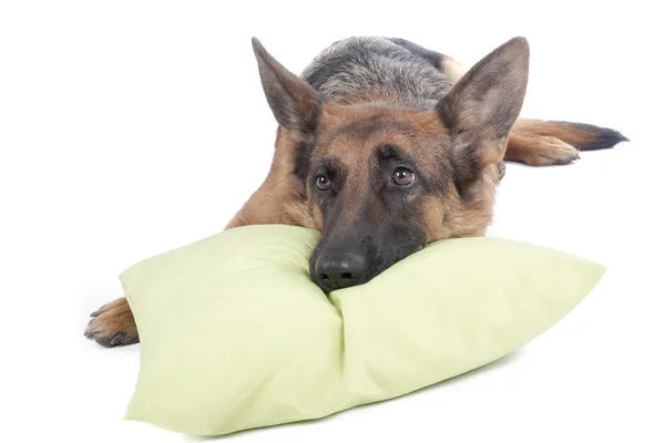 Alman çoban köpeği