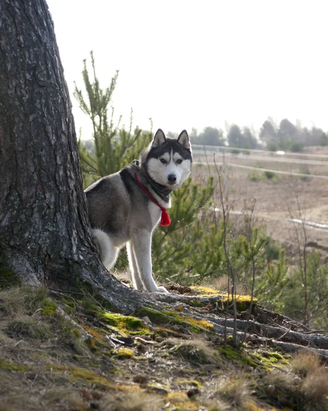 açık havada bahar Husky köpek