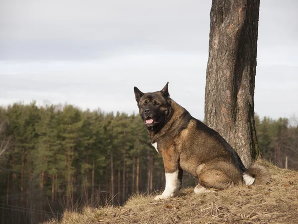 Amerikan akita köpek Doğa bahar üzerinde