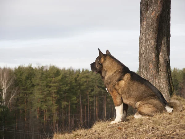 American Akita perro en la naturaleza primavera Fotos de stock libres de derechos