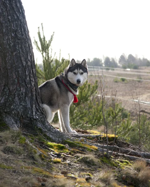 Husky perro al aire libre en primavera Imágenes de stock libres de derechos