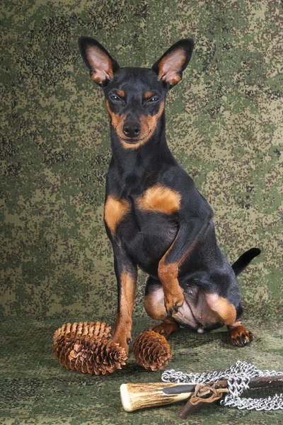 Hunter pinscher em um fundo branco no estúdio com uma faca — Fotografia de Stock