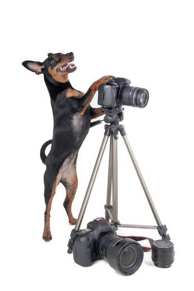 Pinscher sobre un fondo blanco en el estudio con una cámara Imagen De Stock