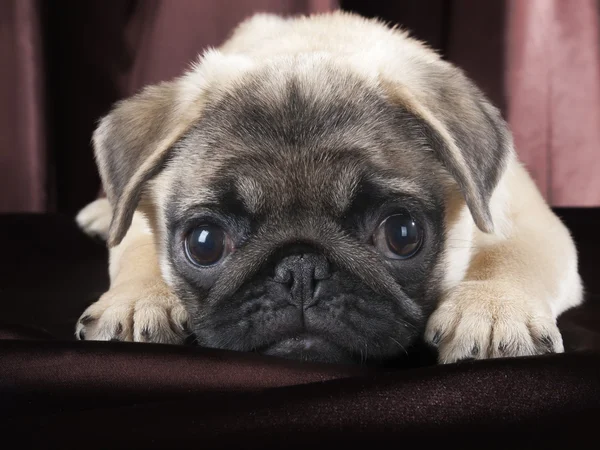 Pug studio op een zwarte achtergrond — Stockfoto