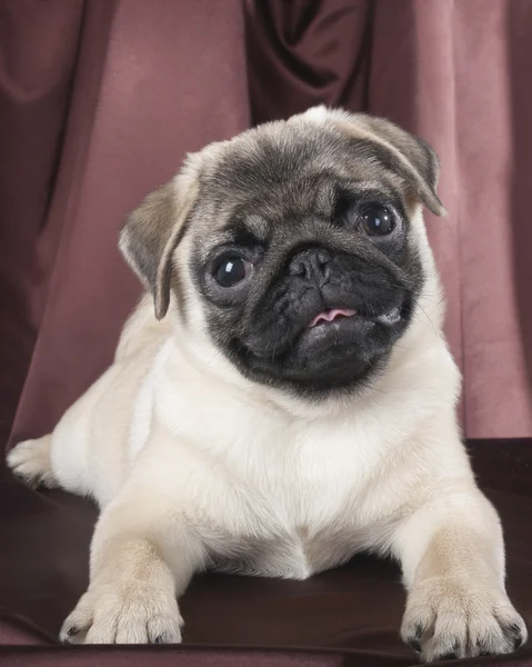 Pug studio siyah zemin