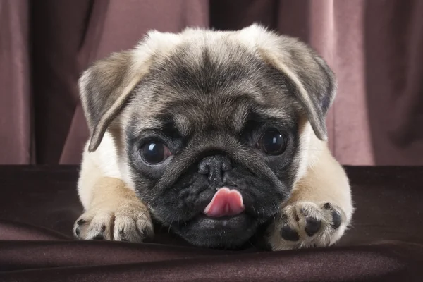 Pug studio siyah zemin