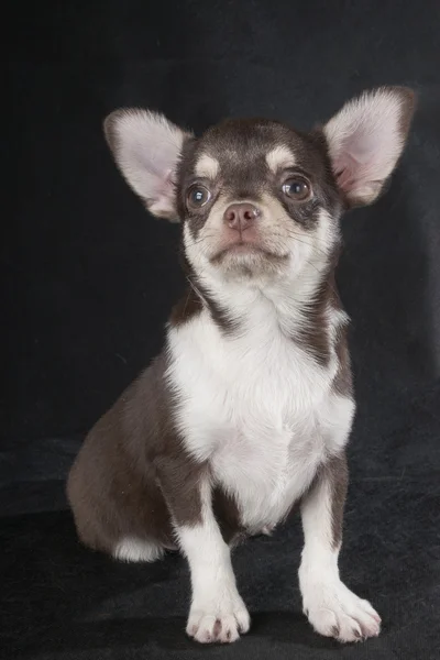 Chihuahua studio siyah zemin