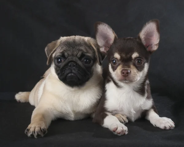 siyah bir arka plan stüdyo Chihuahua ve pug