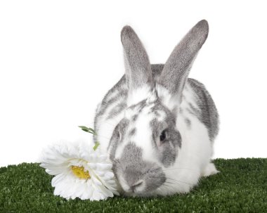 Beyaz bir arka planda Studio tavşan