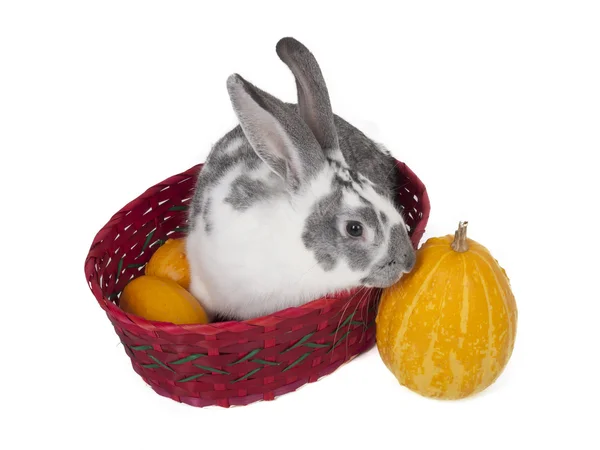 Beyaz bir arka planda Studio tavşan