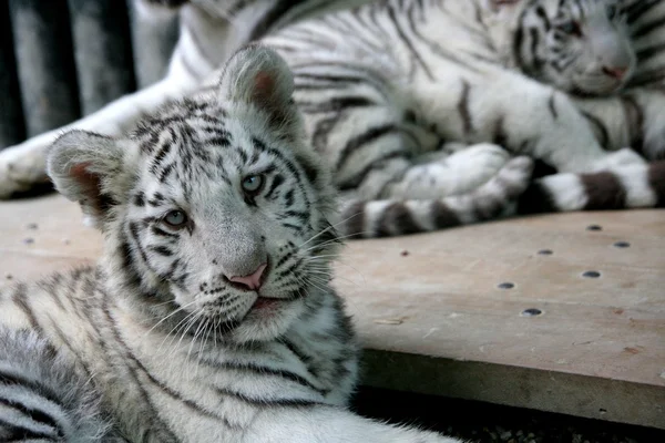 Bílý tygr 4 měsíce Royalty Free Stock Obrázky