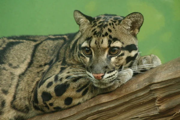 Leopardo nublado — Fotografia de Stock